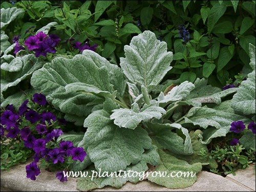 These plants had very large fuzzy leaves.  Growing with a purple Petunia and a larger Salvia in the background.